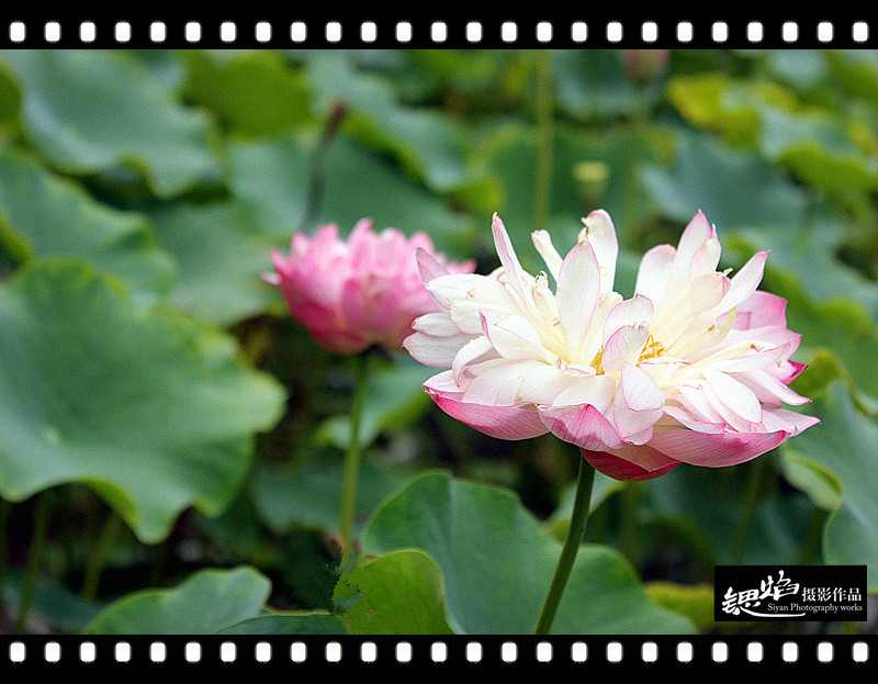 王鍶焰：荷花（摄影作品）(图6)