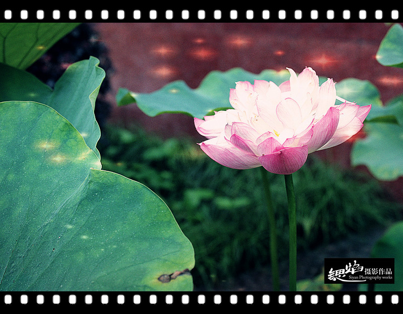 王鍶焰：荷花（摄影作品）(图4)