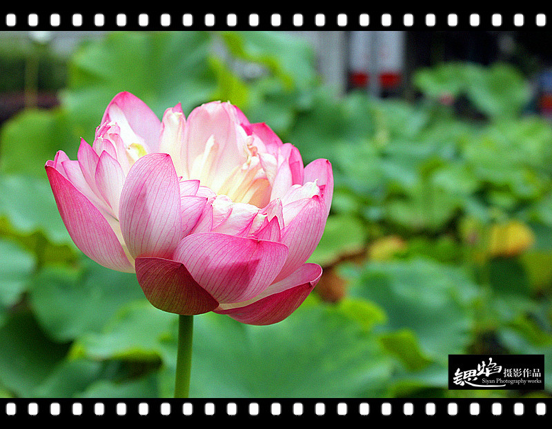 王鍶焰：荷花（摄影作品）(图9)