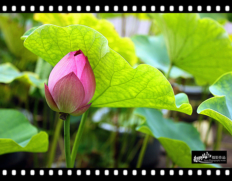 王鍶焰：荷花（摄影作品）(图8)