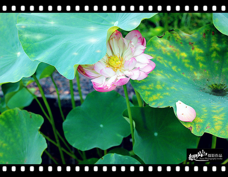 王鍶焰：荷花（摄影作品）(图3)