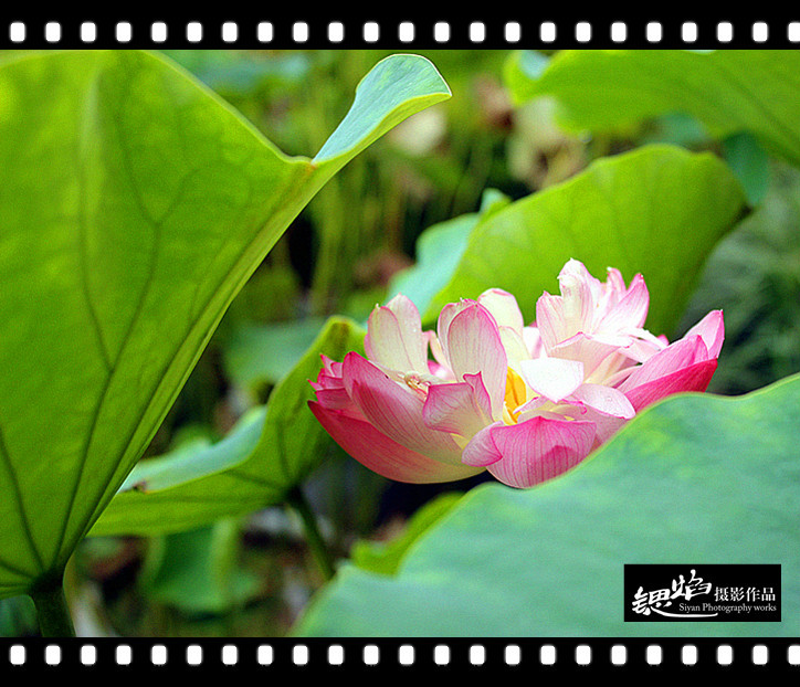 王鍶焰：荷花（摄影作品）(图2)