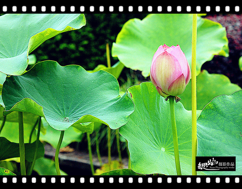 王鍶焰：荷花（摄影作品）(图5)