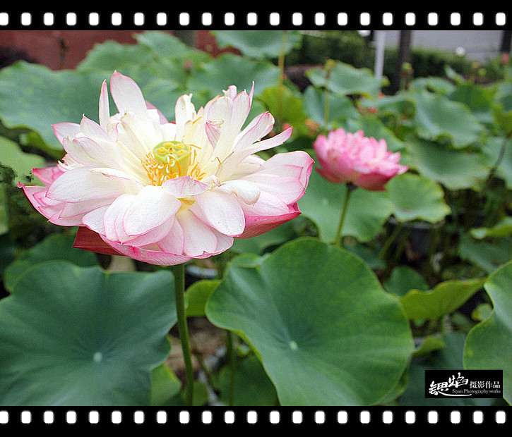 王鍶焰：荷花（摄影作品）(图1)