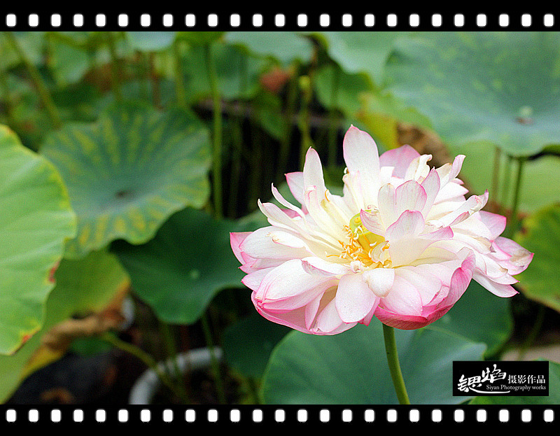 王鍶焰：荷花（摄影作品）(图11)