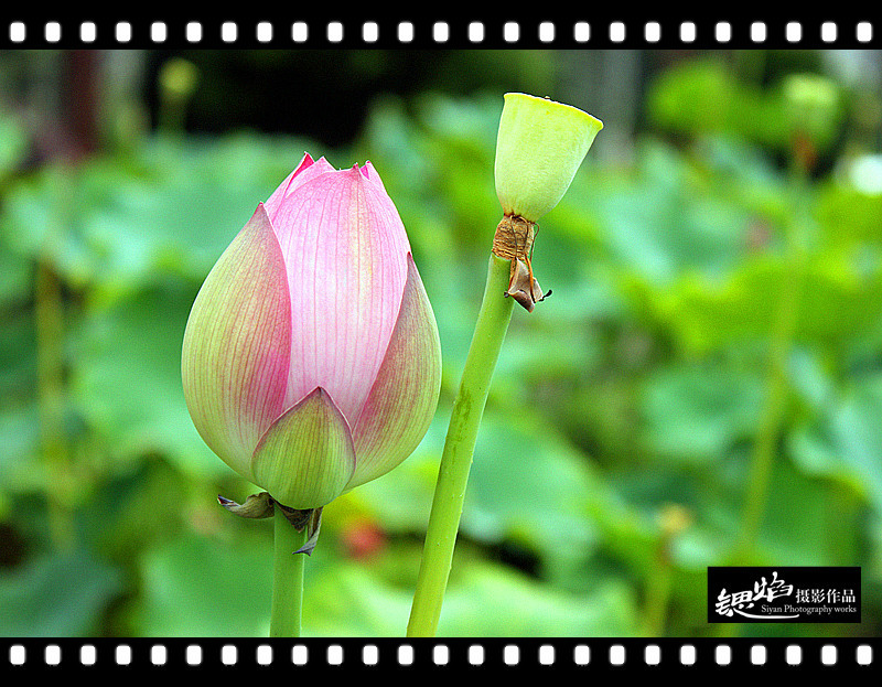 王鍶焰：荷花（摄影作品）(图10)