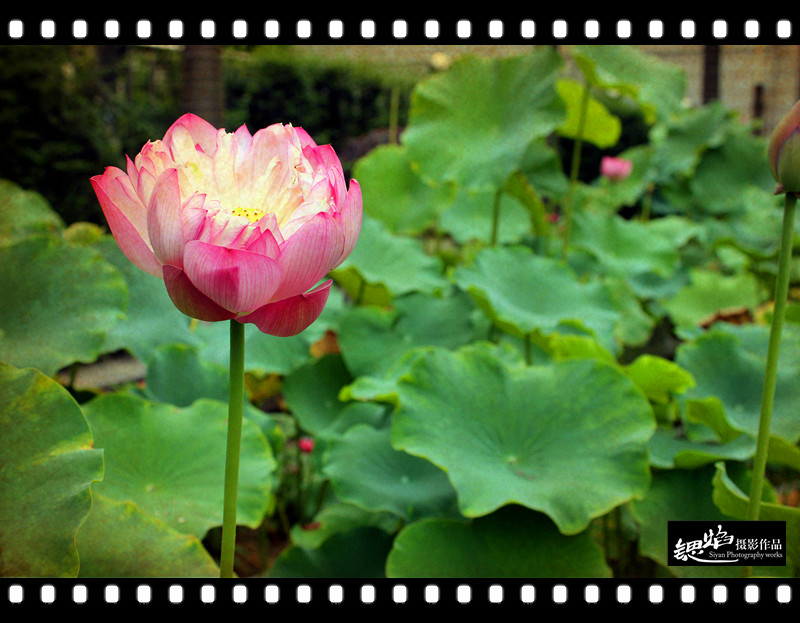 王鍶焰：荷花（摄影作品）(图12)