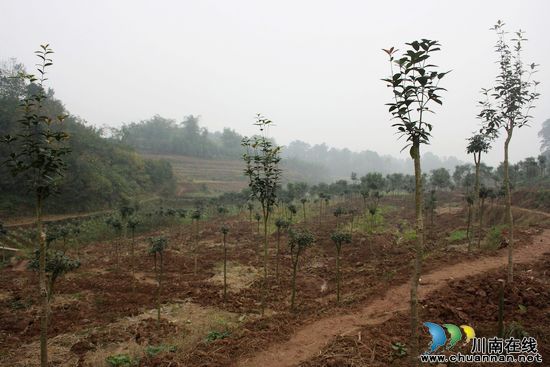 龙车镇:整合项目,助力桂花产业发展(图1) 龙车镇:整合项目,助力桂花产业发展(图1)