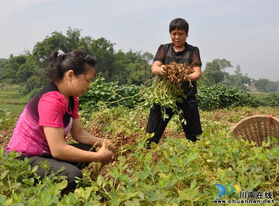 大渡口镇：村民喜收花生(图1)