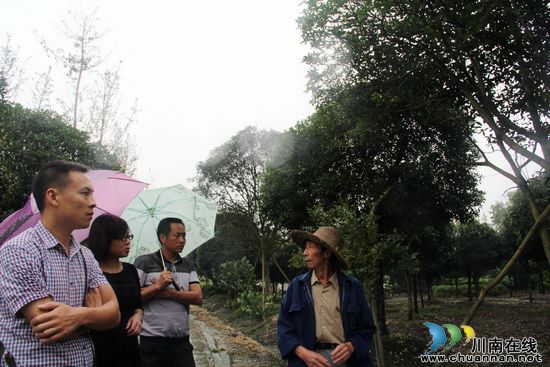 龙车镇：专题片汇总考察成果&nbsp;助力桂花产业发展(图1)