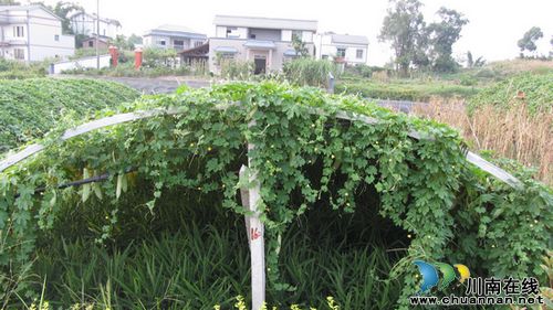 特兴镇：生姜苦瓜套种效益好(图1)
