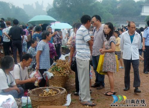 泸州:首届四川.泸县潮河金秋龙眼节正式启幕(图15) 泸州:首届四川.泸县潮河金秋龙眼节正式启幕(图15)