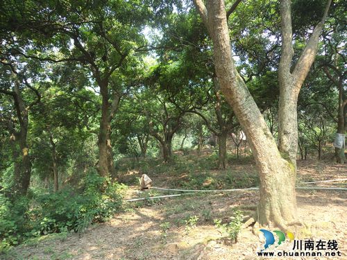 泸州市泸县太伏镇：新发现百年古树176株(图1)