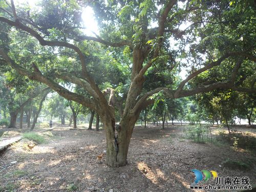 泸州市泸县太伏镇：新发现百年古树176株(图2)