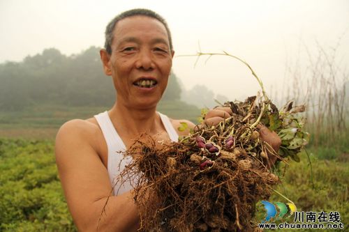 泸州纳溪区首次试种黑花生获成功(图1)