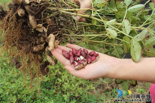 龙车镇：试种黑花生&nbsp;推广特色产业助农富(图3)