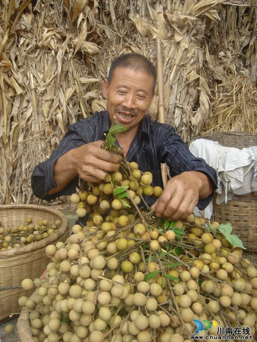 龙马潭区特兴镇:紧抓特色农产业,赢得实惠庆丰收(图1) 龙马潭区特兴镇:紧抓特色农产业,赢得实惠庆丰收(图1)