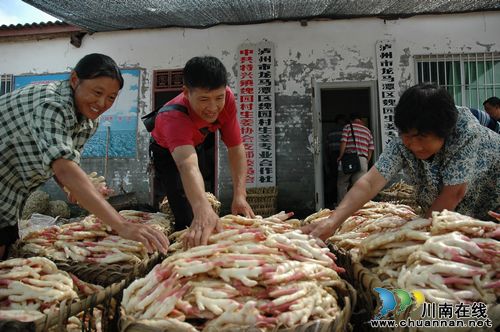 龙马潭区特兴镇:紧抓特色农产业,赢得实惠庆丰收(图2) 龙马潭区特兴镇:紧抓特色农产业,赢得实惠庆丰收(图2)