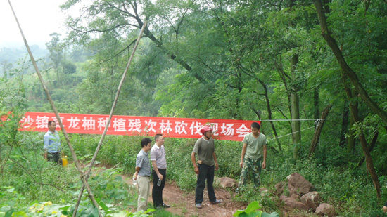 白沙镇：大力发展真龙柚(图1)