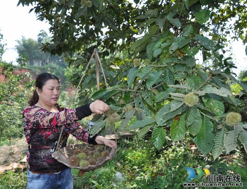 大渡口镇：板栗获丰收&nbsp;果农笑开颜(图1)