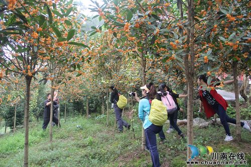 龙车镇:桂花飘香迎客忙(图1) 龙车镇:桂花飘香迎客忙(图1)