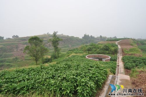 泸县坡耕地水土流失综合治理试点工作成效显著(图2) 泸县坡耕地水土流失综合治理试点工作成效显著(图2)