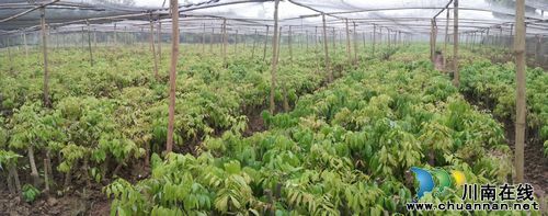 合江县全面启动秋季荔枝真龙柚定植工作(图1)