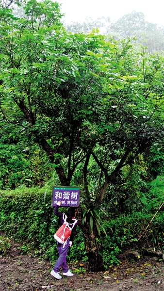 稀奇！桂圆树上长出黄桷树(图1)