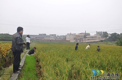 泸县今年再生稻实现恢复性增产(图1)