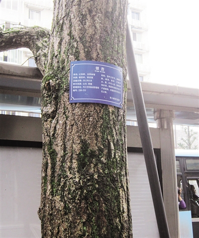 内江市区156株古树名木得到有效保护(图1)