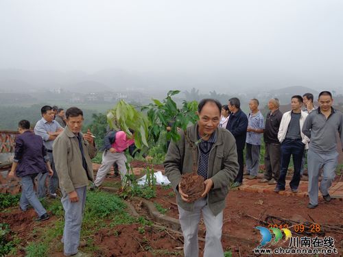 尧坝镇：率先完成荔枝定植工作(图1)