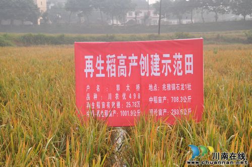 “川南1+3再生稻首届论坛”在泸县召开(图2) “川南1+3再生稻首届论坛”在泸县召开(图2)