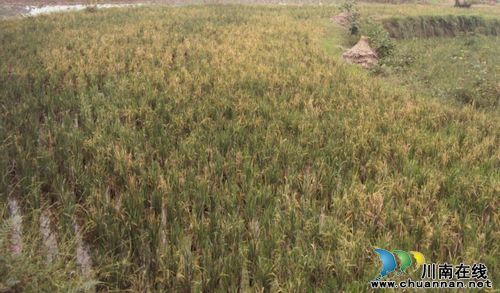 长兴镇：水口村再生水稻长势喜人&nbsp;丰收在望(图1)