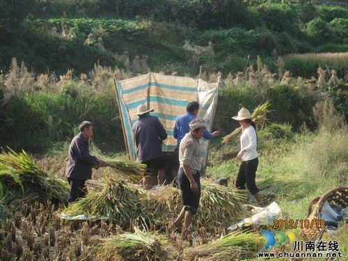 护家乡：全力抓好大春抢收和晚秋生产工作(图1)