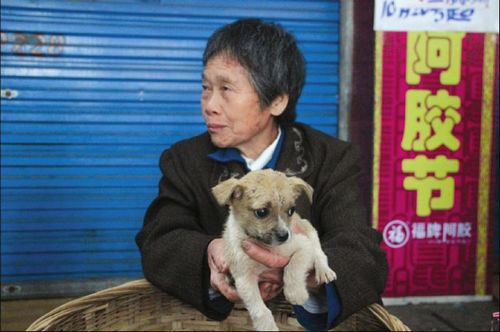 救助之困:流浪狗泛滥哪能安置(图1)