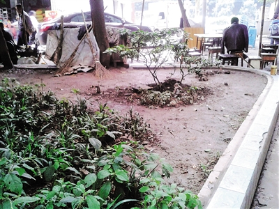 内江背街小巷绿化之困(图1)