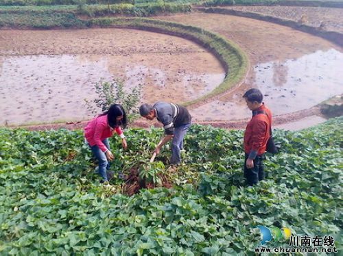 先市镇团委组织开展“共青林建设”活动(图1)