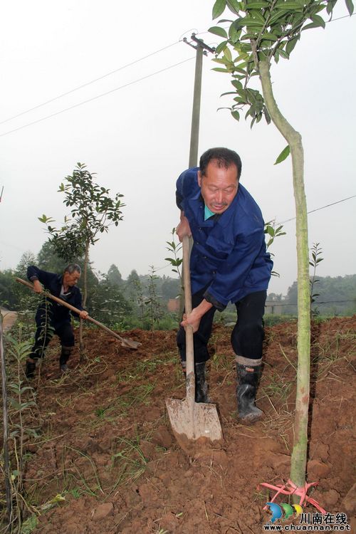 龙车镇：“绿色”重阳节，今年有别样(图2)