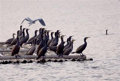 探访候鸟栖息地古宇湖(图2)