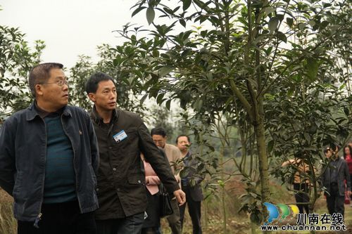 纳溪区政协为桂花产业发展“把脉”(图1)