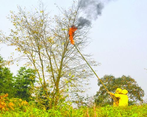 牛角蜂伤人成夺命凶手&nbsp;泸县多人入院一人死亡(图1)