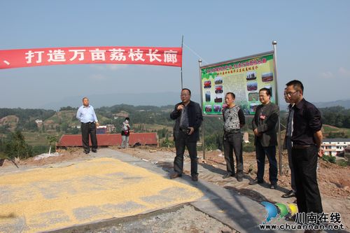 合江：全力推动示范片建设和荔枝真龙柚产业发展(图2)