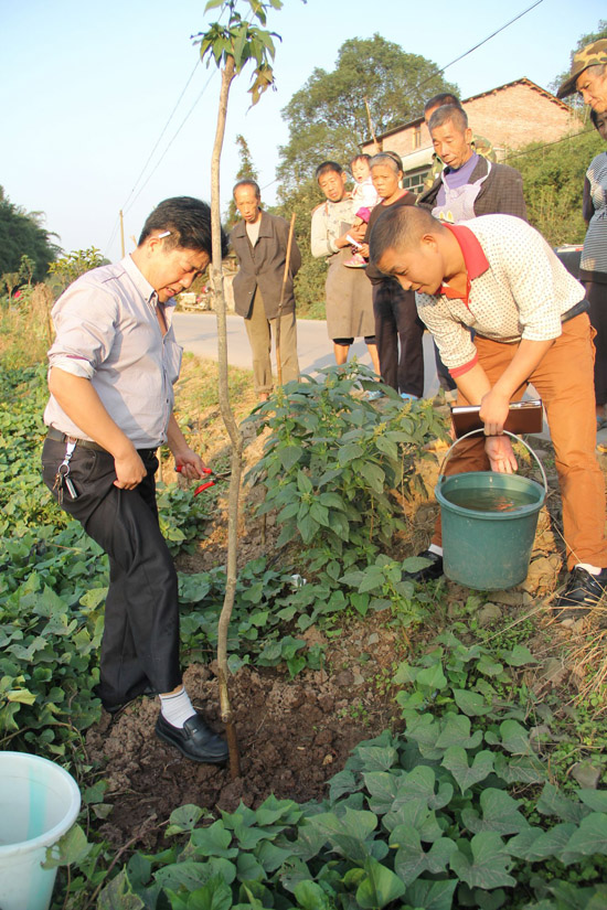 纳溪：土专家把脉，桂花种植户吃“定心丸”(图1)