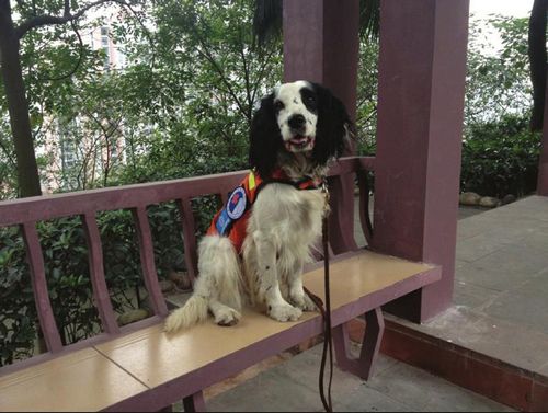 泸州"最贵搜救犬":来自英国&nbsp;身价17万美金(图1)