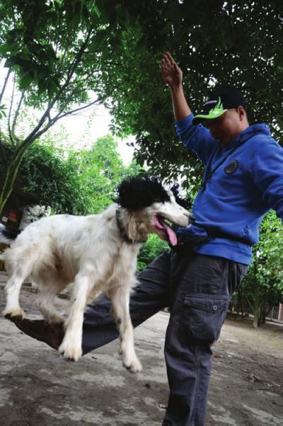 泸州"最贵搜救犬":来自英国&nbsp;身价17万美金(图2)