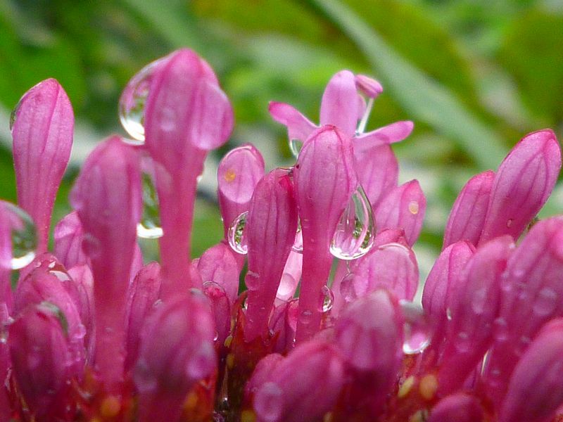 摄影作品：花雨露(图1)