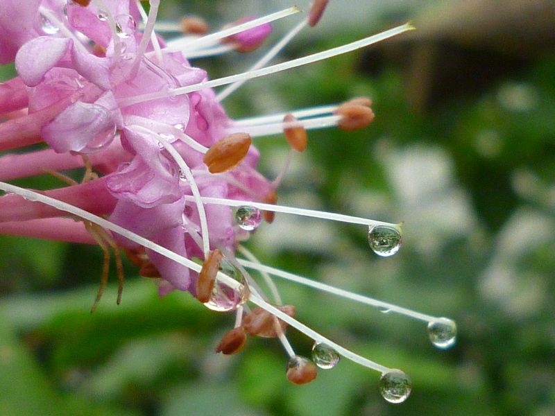 摄影作品：花雨露(图2)