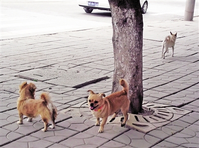 犬只关乎城市环境&nbsp;管理尚需市民配合(图1)