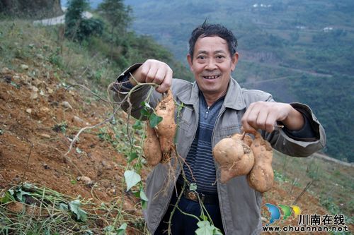 叙永：矿渣山上披绿装(图2)