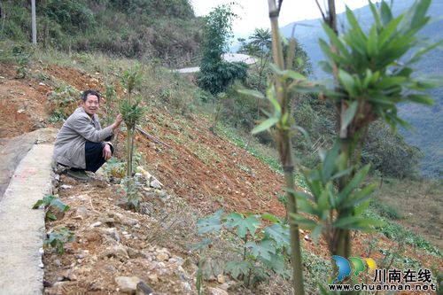 叙永：矿渣山上披绿装(图1)